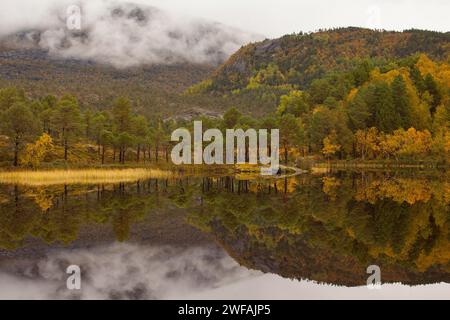 Lac Kutjorna, Lofoten. Forêt d'automne reflétée dans le lac Banque D'Images