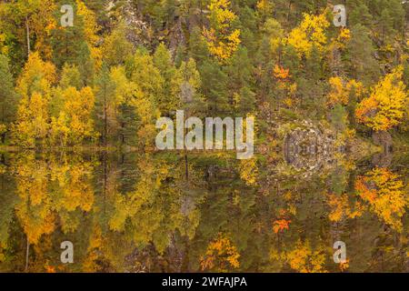 Lac Kutjørna, Lofoten. Forêt d'automne reflétée dans le lac Banque D'Images