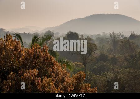 Ambiance matinale, jungle, Addateegala, Andhra Pradesh, Inde, Asie Banque D'Images