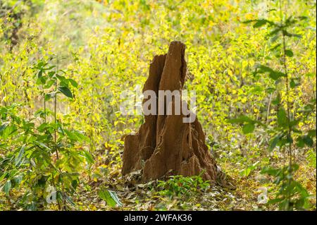 Termite monticule, Andhra Pradesh, Inde, Asie Banque D'Images