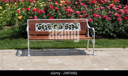 Banc en bois trouvés au milieu de rose garden Banque D'Images