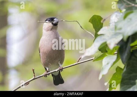 Bullfinch eurasien (Pyrrhula pyrrhula), femelle avec du matériel de nidification dans le bec, assise sur une branche, Hesse, Allemagne Banque D'Images