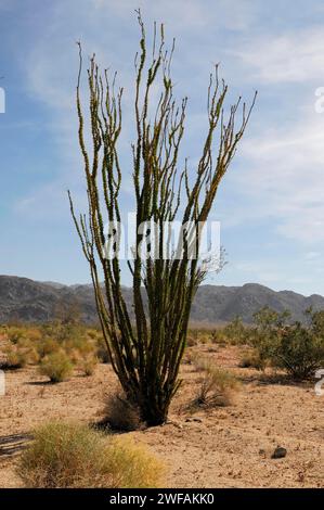 Ocotillo (Fouquieria splendens), Joshua Tree National Park, Palm Desert, Californie du Sud, États-Unis Banque D'Images