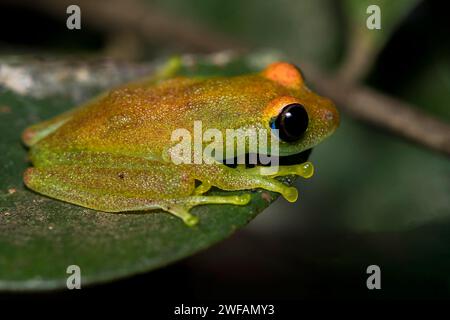 Grenouille verte aux yeux brillants (Boophis viridis) d'Andasibe, à l'est de Madagascar Banque D'Images