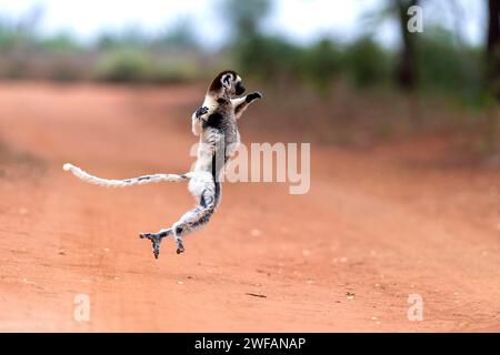 Le sifaka de Verreaux (Propithecus verreauxi) traverse une route avec ses mouvements de danse spéciaux. Ici, dans la réserve de Berenty, au sud de Madagascar Banque D'Images