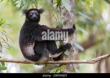 Indri (Indri indri) dans la forêt de la réserve naturelle de Palmarium, Madagascar Banque D'Images