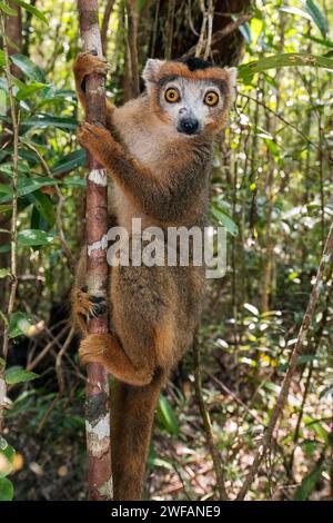 Mâle de lémurien couronné (Eulemur coronatus) à Palmarium, est de Madagascar Banque D'Images