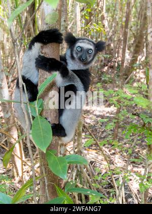 Indri (Indri indri) dans la forêt de la réserve naturelle de Palmarium, Madagascar Banque D'Images