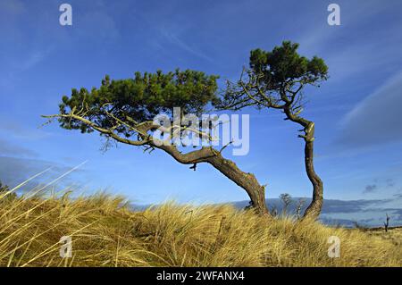 Pins écossais déchaînés et tordus dans un paysage herbeux ouvert sur un fond de ciel bleu, près de Golspie, Sutherland, n.e. Écosse Banque D'Images