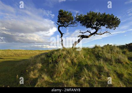 Pins écossais tordus dans des dunes herbeuses avec de l'herbe courbée sous un ciel nocturne, près de Golspie, Sutherland, n.e. Écosse Banque D'Images