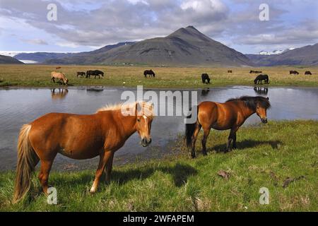 Poneys Islandais près de Holt ci-dessous la Raudaberg hills, est de l'Islande Banque D'Images