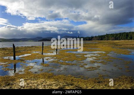 Les vestiges d'une ancienne fenceline traversent des prairies aquatiques sur les rives du Loch Fleet avec des forêts lointaines et des collines sous un ciel hivernal sombre Banque D'Images