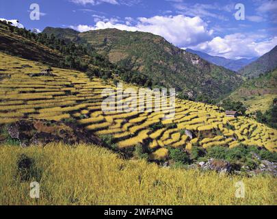 Les champs en terrasses de riz et d'orge de descendre une colline près du village de Sinam dans les contreforts de la plage au Népal Kangchenjunga Banque D'Images