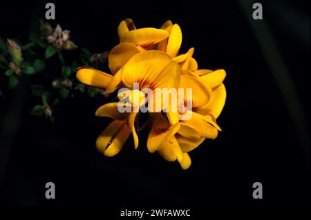 Plus d'oeufs et de bacon (Aotus Ericoides) pour le petit déjeuner.Ces jolies fleurs se lève tôt chaque printemps.Hochkins Ridge Flora Reserve à Croydon North. Banque D'Images