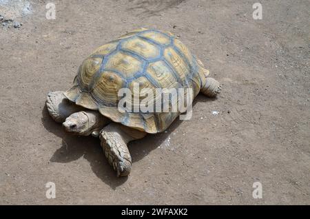 Tortue isolée dans Jungle Park, Tenerife, Îles Canaries, Espagne Banque D'Images