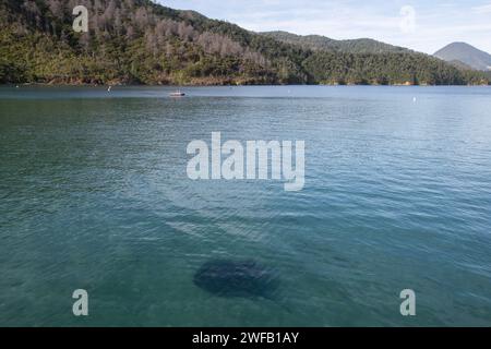 New Zealand Eagle Ray, Myliobatis tenuicaudatus, Elaine Bay, Pelorus Sound, Marlborough Sounds, île du Sud, Nouvelle-Zélande Banque D'Images