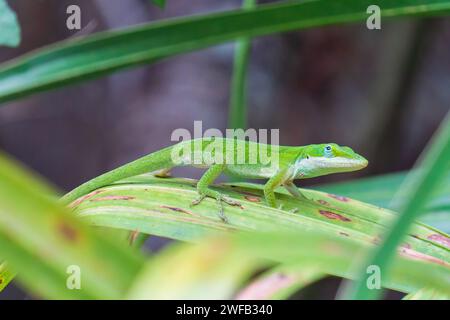 Vert anole lézard sur feuille Banque D'Images