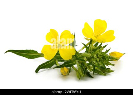 Fleurs d'onagre commune isolated on white Banque D'Images