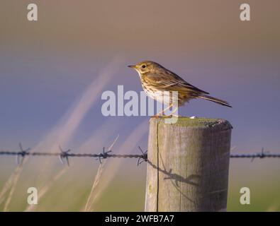 Une prairie Pipit Anthus pratensis perchée au soleil dans la réserve naturelle RSPB Frampton Marsh, Frampton, Boston, Lincolnshire, royaume-uni Banque D'Images