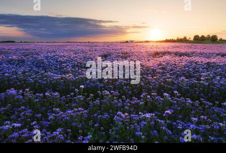 Magnifique et incroyable paysage de fleur pourpre au coucher du soleil. Fond d'écran nature, Phacelia Banque D'Images