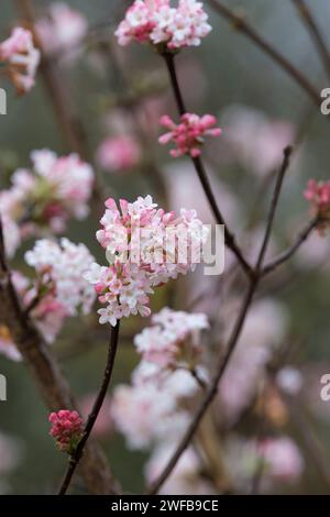 Viburnum × bodnantense Charles Lamont, arrowwood Charles Lamont, arbuste à feuilles caduques, grappes denses de fleurs tubulaires rose pur et éclatantes Banque D'Images