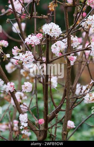 Viburnum × bodnantense Charles Lamont, arrowwood Charles Lamont, arbuste à feuilles caduques, grappes denses de fleurs tubulaires rose pur et éclatantes Banque D'Images