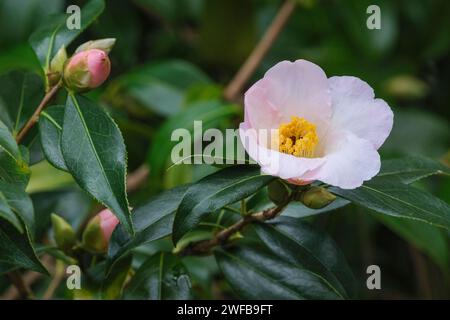 Camellia williamsii Hiraethlyn, Camellia Hiraethlyn, arbuste à feuilles persistantes, fleurs simples rose pâle, étamines jaunes proéminentes Banque D'Images