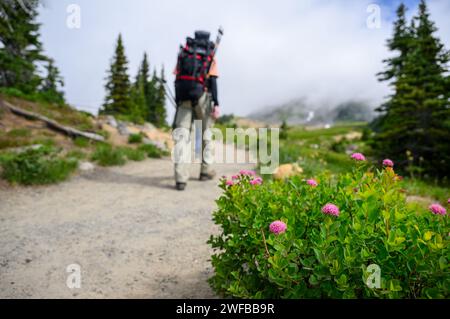 Fleurs sauvages Rosy Spirea au parc national du Mont Rainier. Les gens font de la randonnée Skyline Loop Trail. État de Washington. Banque D'Images