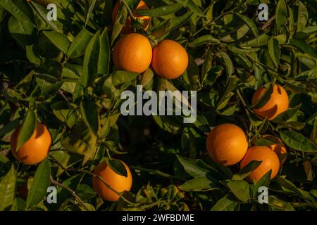 Les oranges ornées sur une branche d'arbre au feuillage vert luxuriant. Banque D'Images