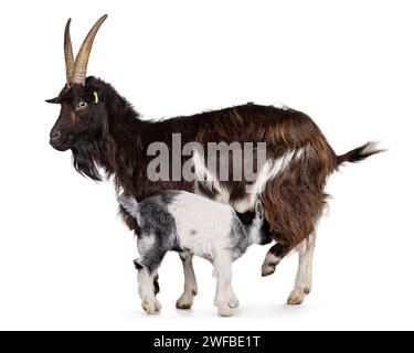 Mère adulte brune chèvre de race néerlandaise Land nourrissant un bébé chèvre noir et blanc. Bébé buvant à la mamelle. Les deux côtés debout. Isolé sur un ba blanc Banque D'Images