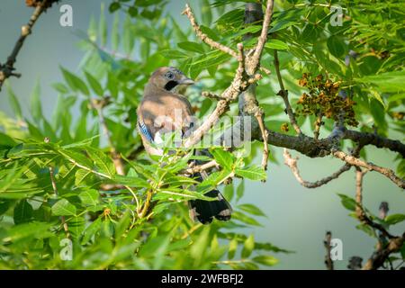 Eurasien Jay Garrulus glandarius assis dans un arbre par une journée ensoleillée en été, Italie MALS Italie Banque D'Images