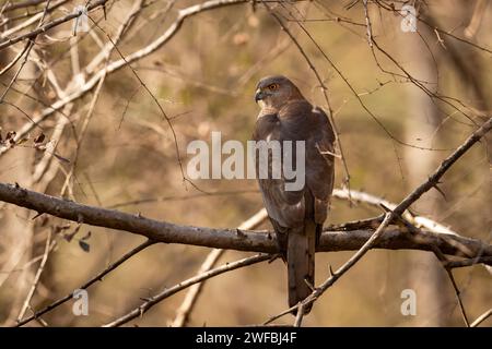 Sauvage Shikra ou Accipiter badius ou petit oiseau de proie mâle balancé Goshawk closeup perché dans fond vert naturel saison chaude d'été bandhavgarh Banque D'Images