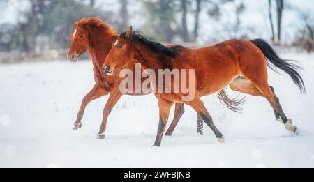 Red Horses galop dans le paysage de neige d'hiver Banque D'Images