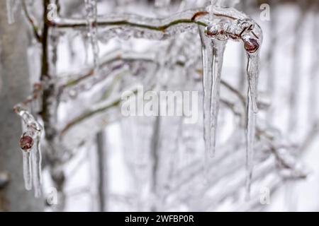 Gros plan de glaçons suspendus à une branche recouverte de glace provenant d'une tempête de verglas hivernale. Banque D'Images