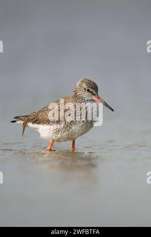 Redshank / Rotschenkel Tringa totanus , pataugeant à travers les eaux peu profondes dans la mer des wadden, à la recherche de nourriture, la faune, Allemagne. Niederlande Banque D'Images