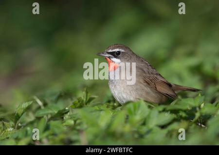 Sibérien Rubythroat / Rubinkehlchen Luscinia calliope , oiseau mâle, assis sur le sol, vue latérale, Hoogwoud, pays-Bas. Niederlande Banque D'Images