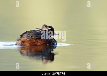 Grebe à cou noir / Grebe à oreilles / Schwarzhalstaucher Podiceps nigricollis porte des juvéniles sur son dos dans la merveilleuse première lumière du matin. Banque D'Images