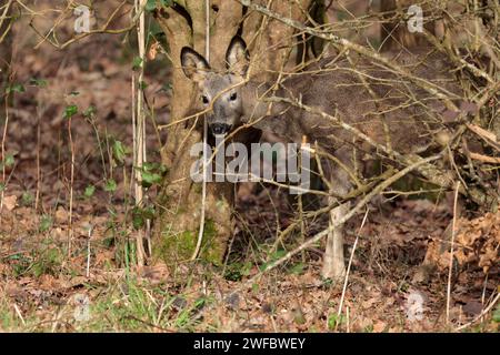 Cerf Roe Capreolus x2, fourrure gris rougeâtre long bordé noir oreilles droites blanc menton noir nez brillant hiver saison UK boisé espace paysage format Banque D'Images