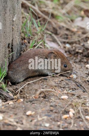 Cambriolé Clethrionomys glareolus, poil brun châtaignier brillant petites oreilles rondes exposées nez émoussé queue poilue qui dort pour se nourrir de graines Banque D'Images