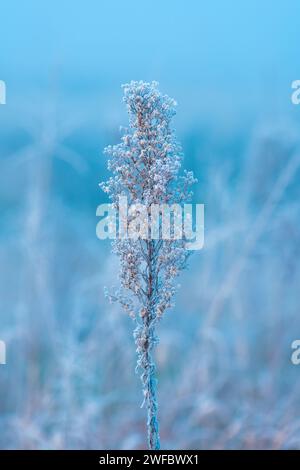 Glace et gel sur les plantes de prairie non cultivées dans le matin froid et brumeux d'hiver, focalisation sélective Banque D'Images