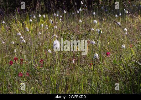 Orchidée pyramidale, forme albinos (Anacamptis berica fo. alba), Orchidaceae. Orchidée européenne sauvage. plante rare herbacée pérenne. Italie, Toscane, Banque D'Images