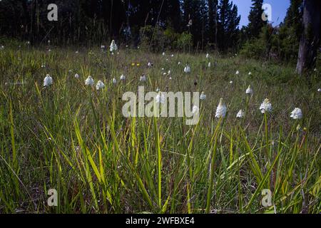 Orchidée pyramidale, forme albinos (Anacamptis berica fo. alba), Orchidaceae. Orchidée européenne sauvage. plante rare herbacée pérenne. Italie, Toscane, Banque D'Images