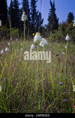 Orchidée pyramidale, forme albinos (Anacamptis berica fo. alba), Orchidaceae. Orchidée européenne sauvage. plante rare herbacée pérenne. Italie, Toscane, Banque D'Images