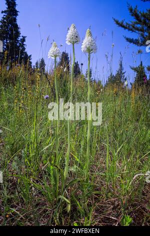 Orchidée pyramidale, forme albinos (Anacamptis berica fo. alba), Orchidaceae. Orchidée européenne sauvage. plante rare herbacée pérenne. Italie, Toscane, Banque D'Images