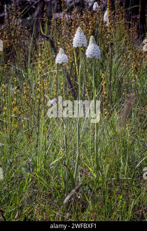 Orchidée pyramidale, forme albinos (Anacamptis berica fo. alba), Orchidaceae. Orchidée européenne sauvage. plante rare herbacée pérenne. Italie, Toscane, Banque D'Images