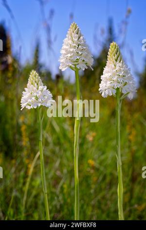 Orchidée pyramidale, forme albinos (Anacamptis berica fo. alba), Orchidaceae. Orchidée européenne sauvage. plante rare herbacée pérenne. Italie, Toscane, Banque D'Images