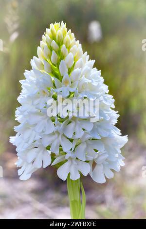 Orchidée pyramidale, forme albinos (Anacamptis berica fo. alba), Orchidaceae. Orchidée européenne sauvage. plante rare herbacée pérenne. Italie, Toscane, Banque D'Images