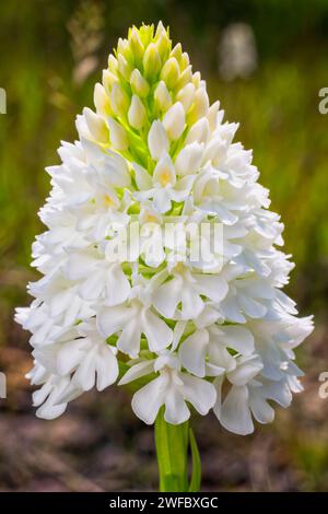 Orchidée pyramidale, forme albinos (Anacamptis berica fo. alba), Orchidaceae. Orchidée européenne sauvage. plante rare herbacée pérenne. Italie, Toscane, Banque D'Images