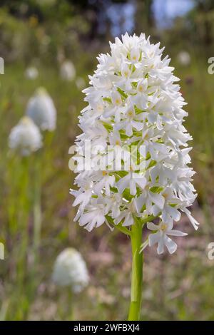 Orchidée pyramidale, forme albinos (Anacamptis berica fo. alba), Orchidaceae. Orchidée européenne sauvage. plante rare herbacée pérenne. Italie, Toscane, Banque D'Images