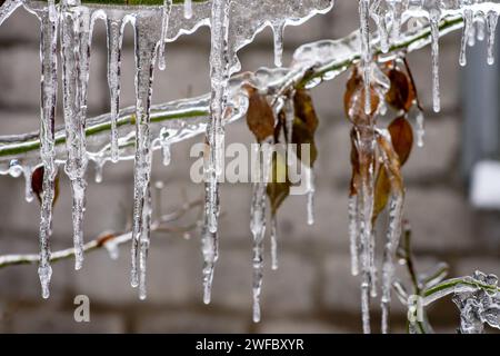 Gros plan de glaçons suspendus à une branche recouverte de glace provenant d'une tempête de verglas hivernale. Banque D'Images